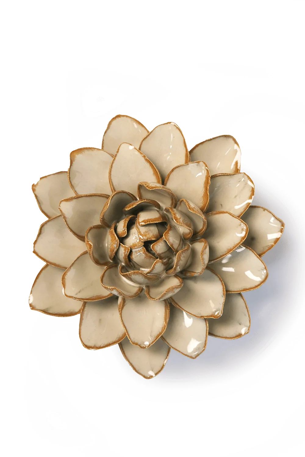 Starbrite Water Lily - Oatmeal