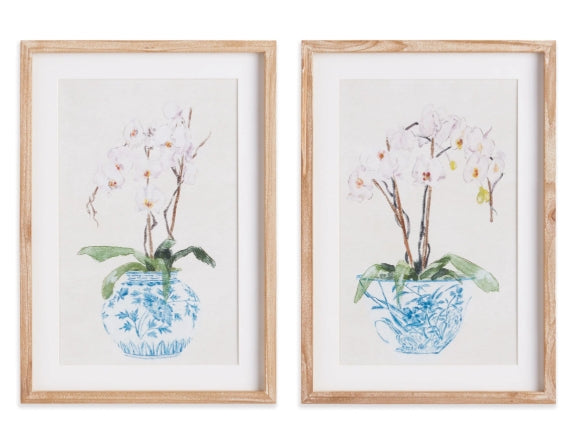 Potted Phalaenopsis Print