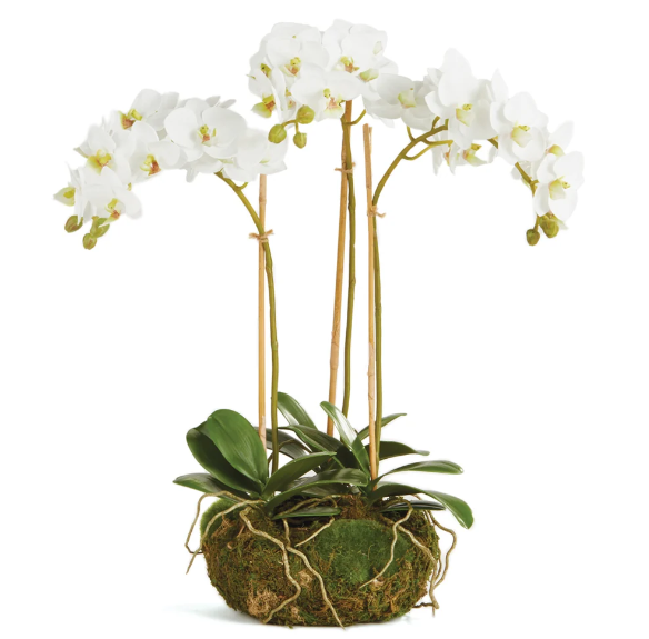 Phalaenopsis Orchid Drop-In 16"