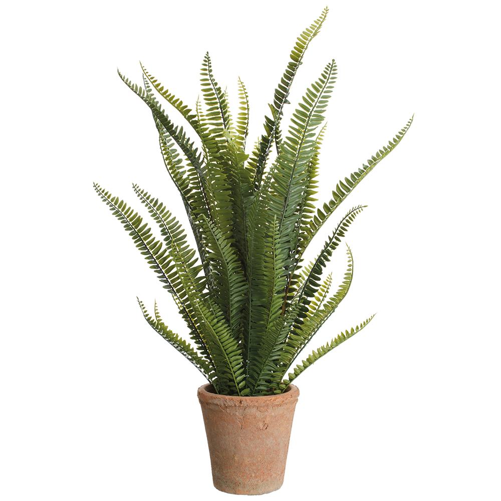 28" Boston Fern in Clay Pot-Green