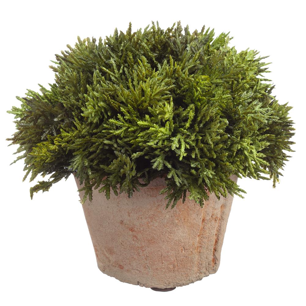 6" Cypress in Clay Pot