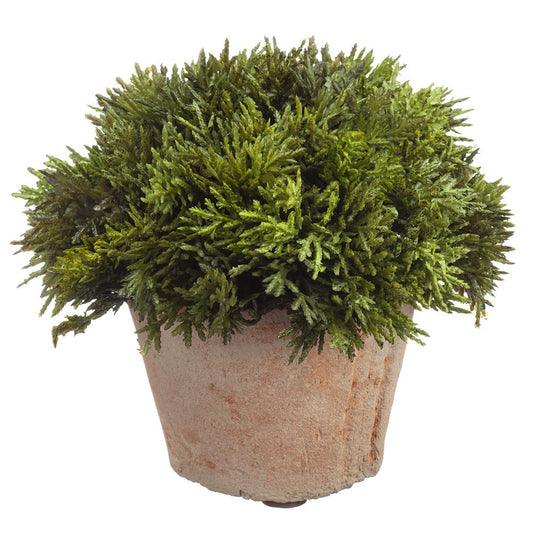 6" Cypress in Clay Pot