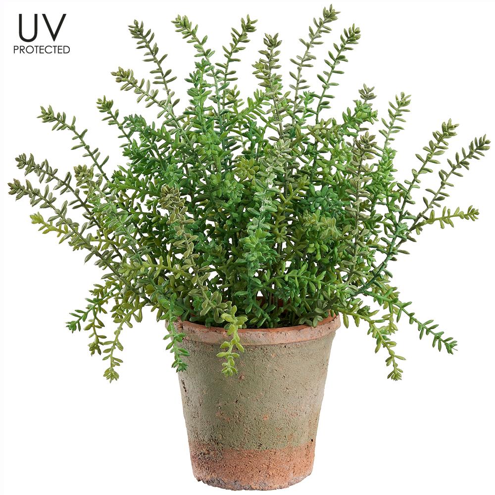 16.5" UV Protected Sedum in Aged Clay Pot Green